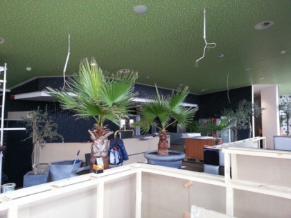 Foto: Cube Palm